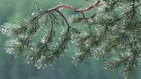 Rainy Day in Forest