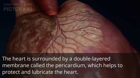 Human Heart Anatomy