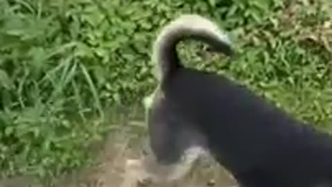 Very funny cats
