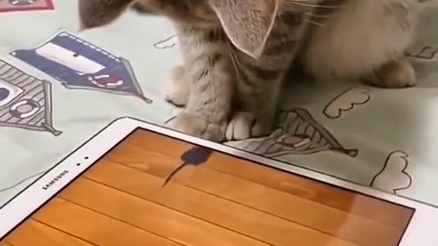 Funny cats video