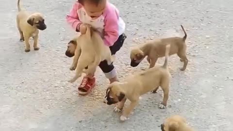 Top ten best funny animal