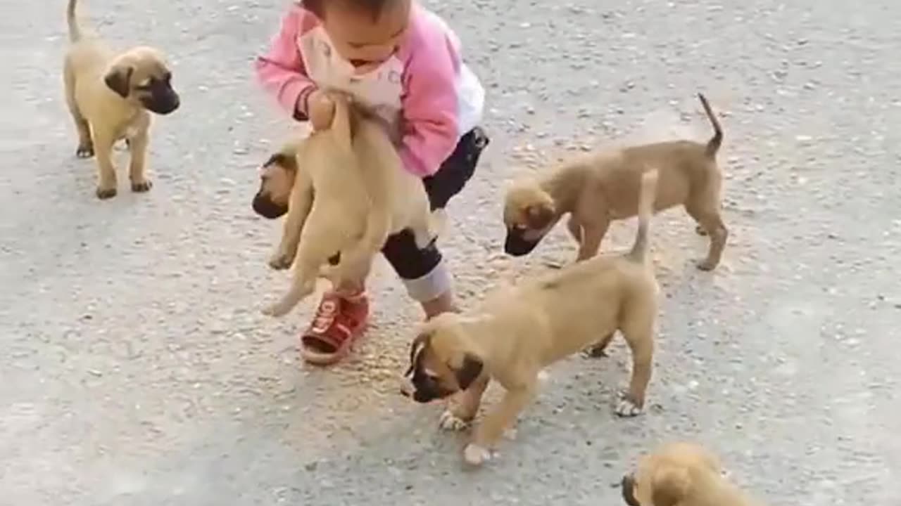 Top ten best funny animal