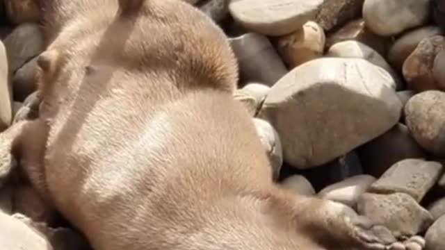 An otter can have fun playing with a rock
