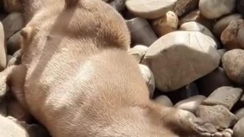 An otter can have fun playing with a rock