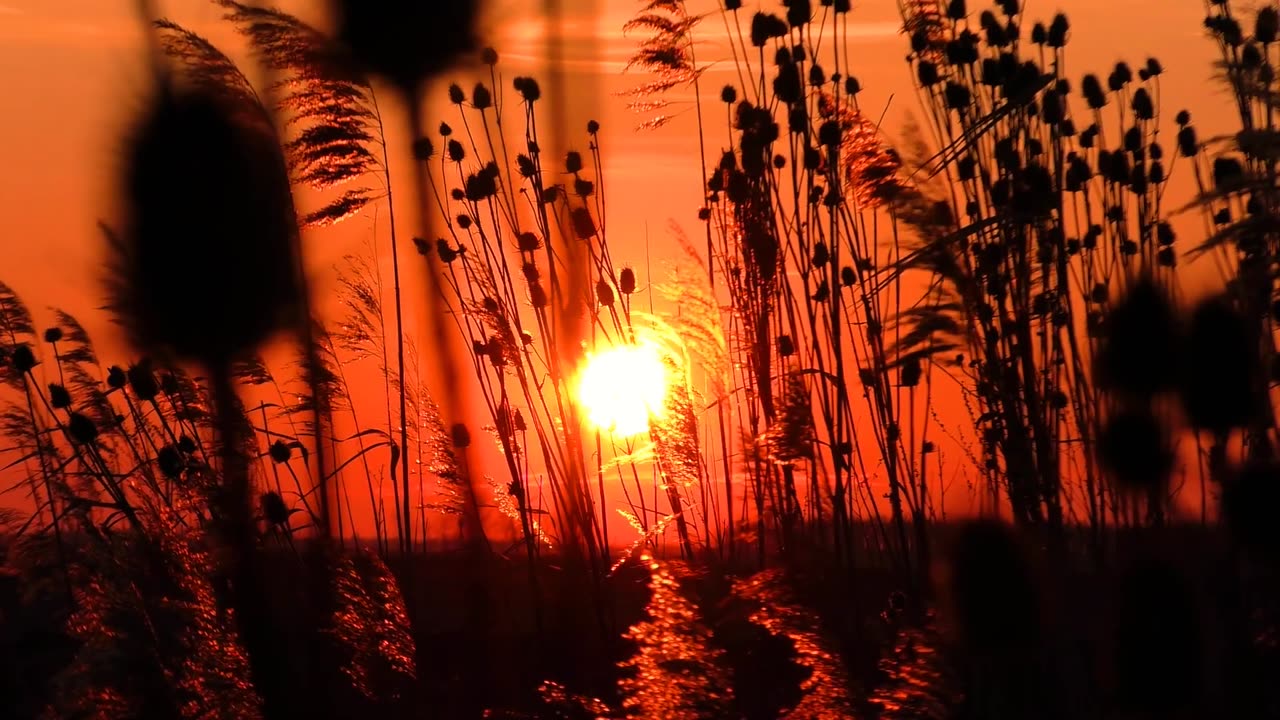 Beautiful sunset among the reeds