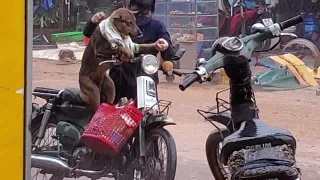 Woman Dresses Dog to Protect It From Rain
