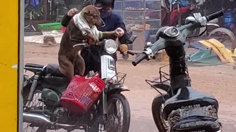 Woman Dresses Dog to Protect It From Rain