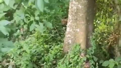 met a tiger in the jungle