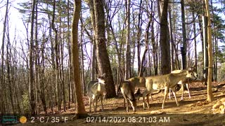 The Woods - 02/14/2022