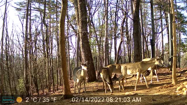 The Woods - 02/14/2022