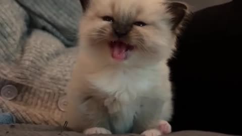 Baby Kitty Talking to her Mommy