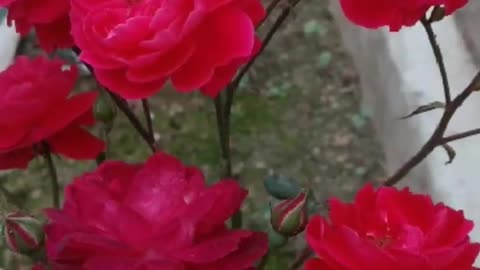 Rose Garden