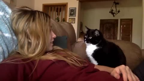 Cat politely asking to get petted