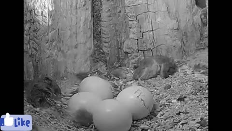 Amazing process of nature hatching from eggs..........