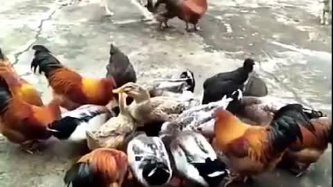 Chicken VS dog fight || funny dog video