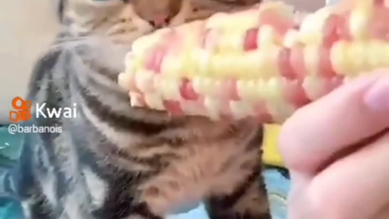 Cat's & animals funny videos