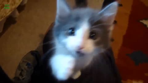 Funny video,cat video,,funny cat video