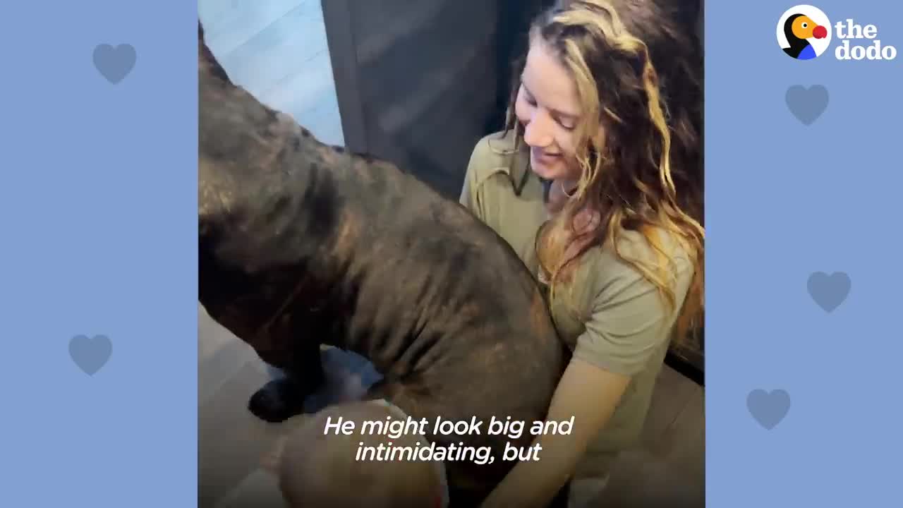 Baby Grows Up With His 125-Pound Dog | The Dodo Soulmates