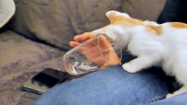 Big Cat Reacts Angry and Attack Cameraman When Being Filmed Viral Cat(2)