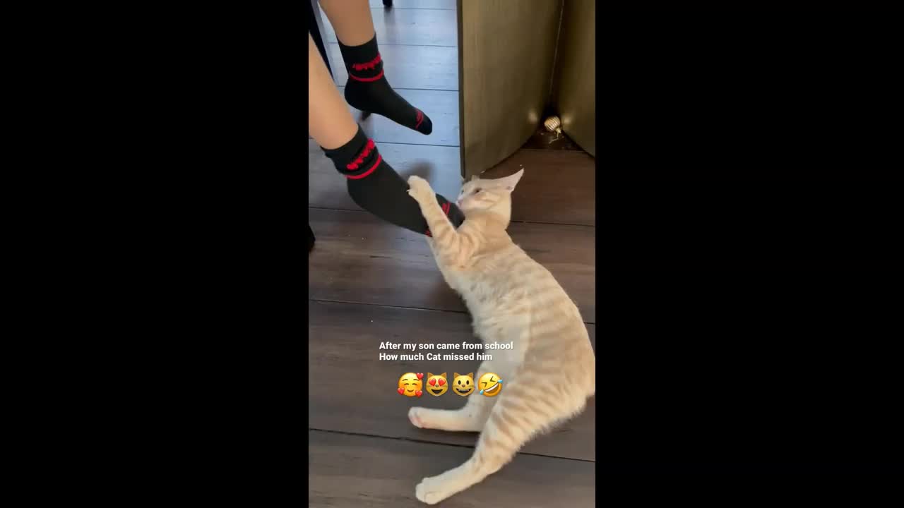 This Cat Does Not Let Its Friend Go