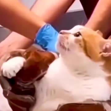 Pegaram o gato errado