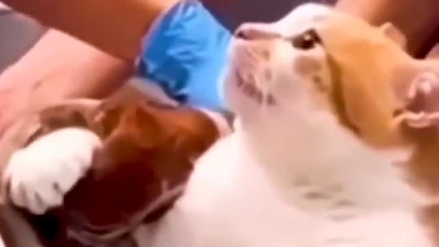 Pegaram o gato errado