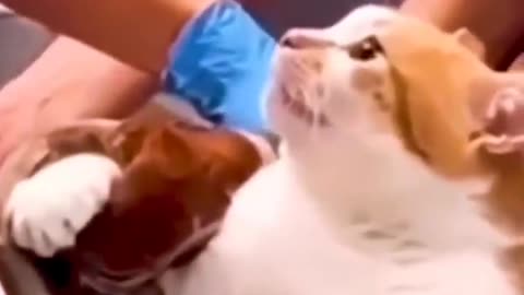 Pegaram o gato errado