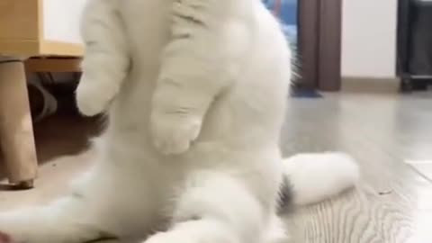 Obedient cat