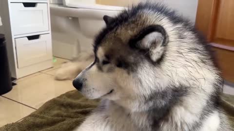 Adorable Dogs Supervise Newborn Baby In The Bath! They're So Confused!!
