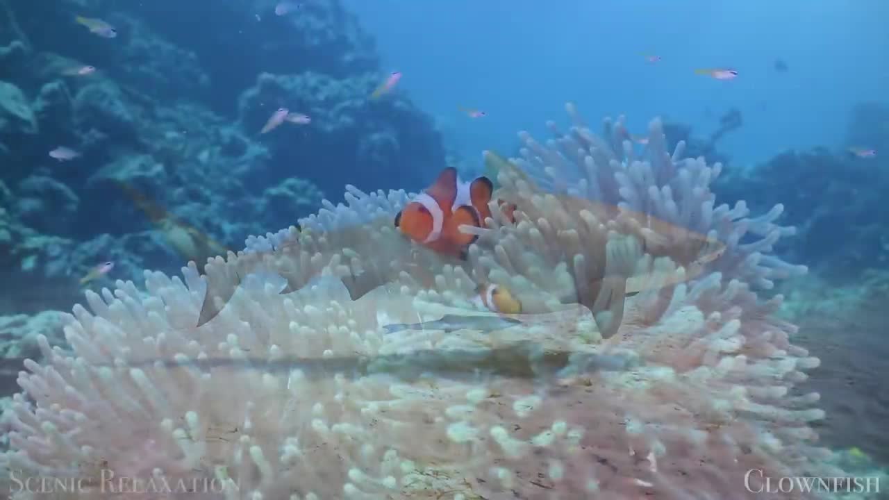 The Ocean 4K - Scenic Wildlife Film With Calming Music