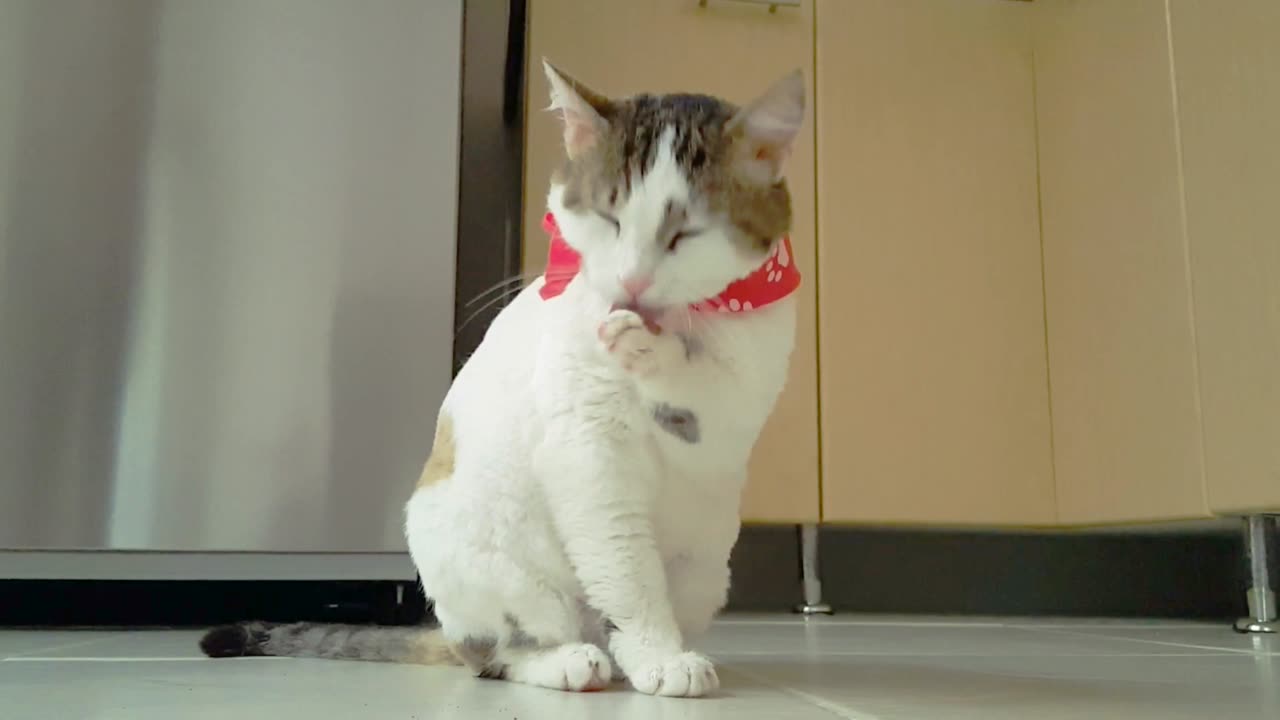 Playing a cute cat | Funny Cats and Cute Kittens Playing Compilation for laugh!