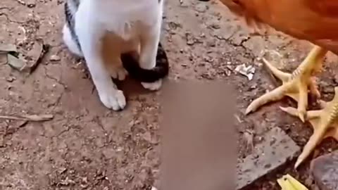 Cat vs Chicken: Watch What Happens Next and Get Ready to Laugh in 2023#syl_vester