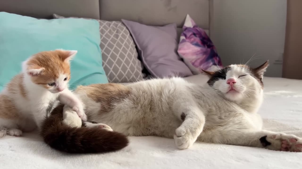 Funny animals videos cat funny video