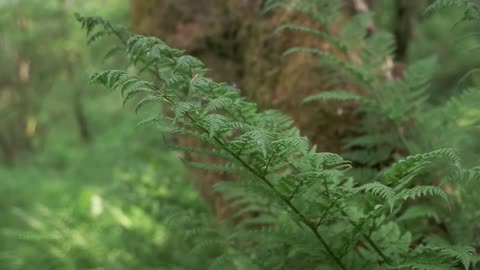 beautiful nature,nature video,4k video ultra hd,nature soundscapes,nature scenery