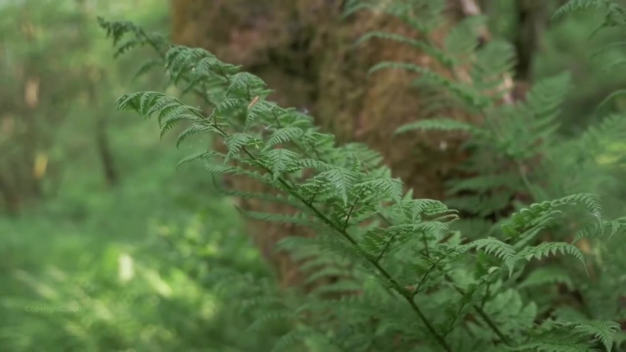 beautiful nature,nature video,4k video ultra hd,nature soundscapes,nature scenery