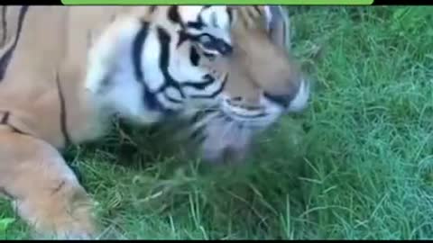 Funniest Animals