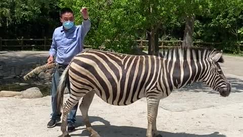 zebras