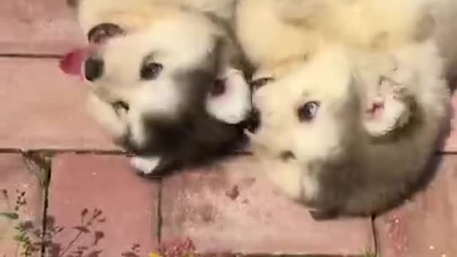 Cute and adorable Alaskan Malamute pets 😍