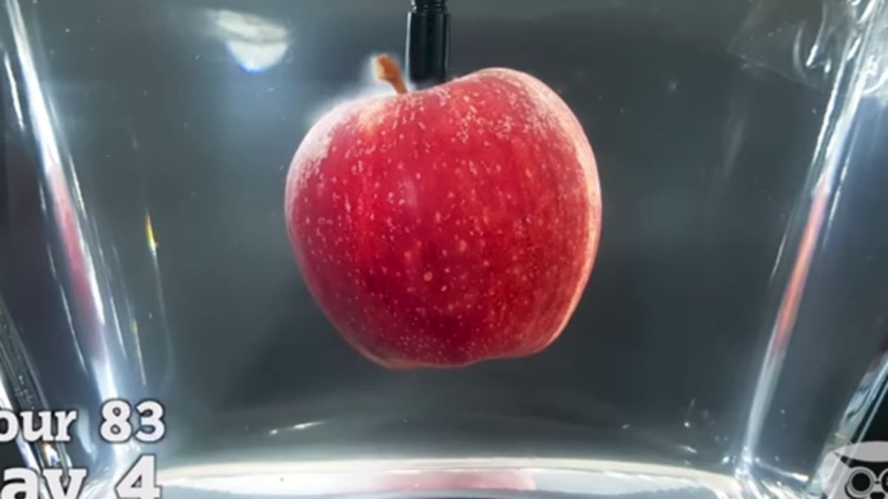 Leaving an apple in water for a year#