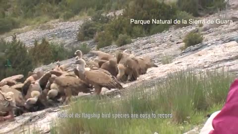 Wildlife in Spain - Why Spain is the perfect birding & wildlife destination