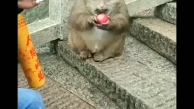 Funny animals