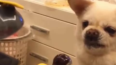 ANGRY AND CUTE DOG