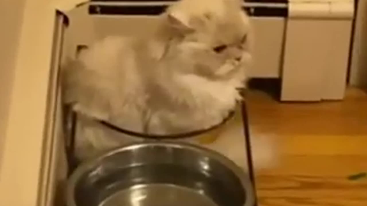 Funny animals 2023π - Funniest Cats and Dogs Videoππ 74