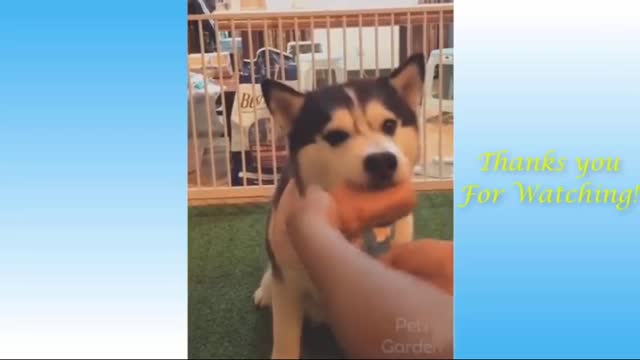 Funny dog ~ Don‘t cheating on me