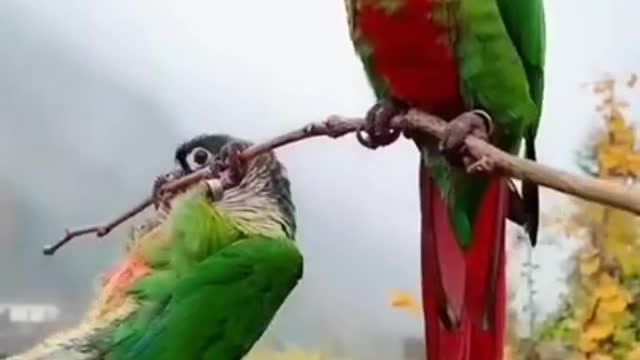 Beautiful nature parrat