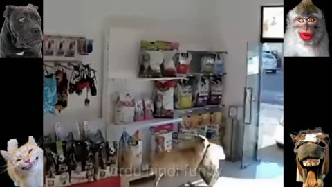 These are latest selected most funny animal videos,funny animals,funny dogs,funny cats.mp4