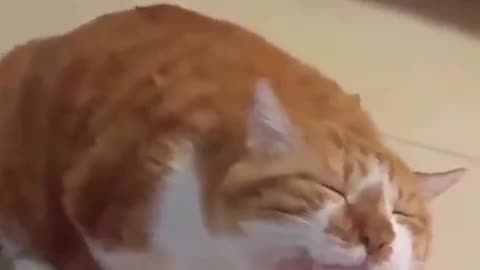 good boy