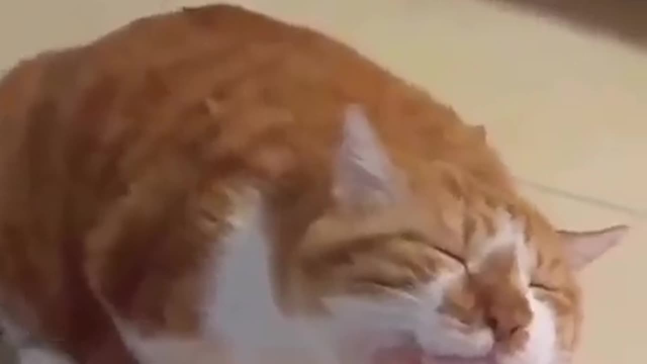 good boy