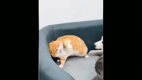 Funny 😝 cats