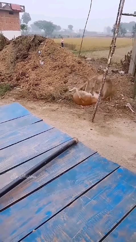 انگلیسی: "These two dogs are having a ‘manly’ argument! 😂💥 But the voices? Definitely not dogs! 😜